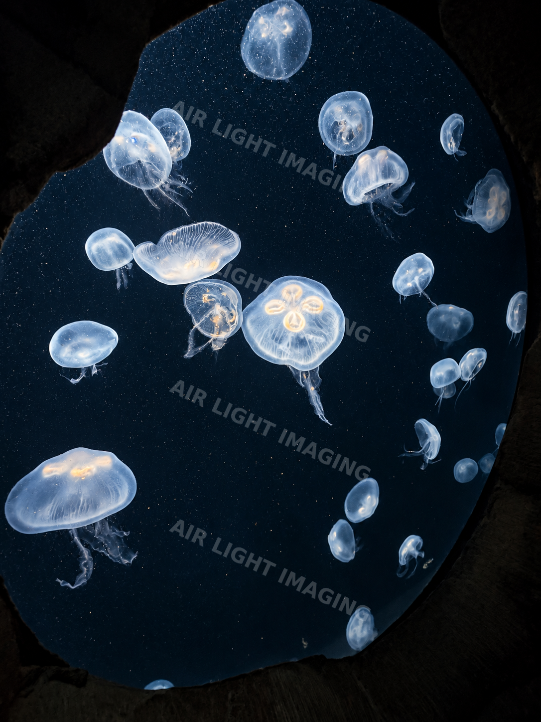 Jellyfish in a softly lit aquarium