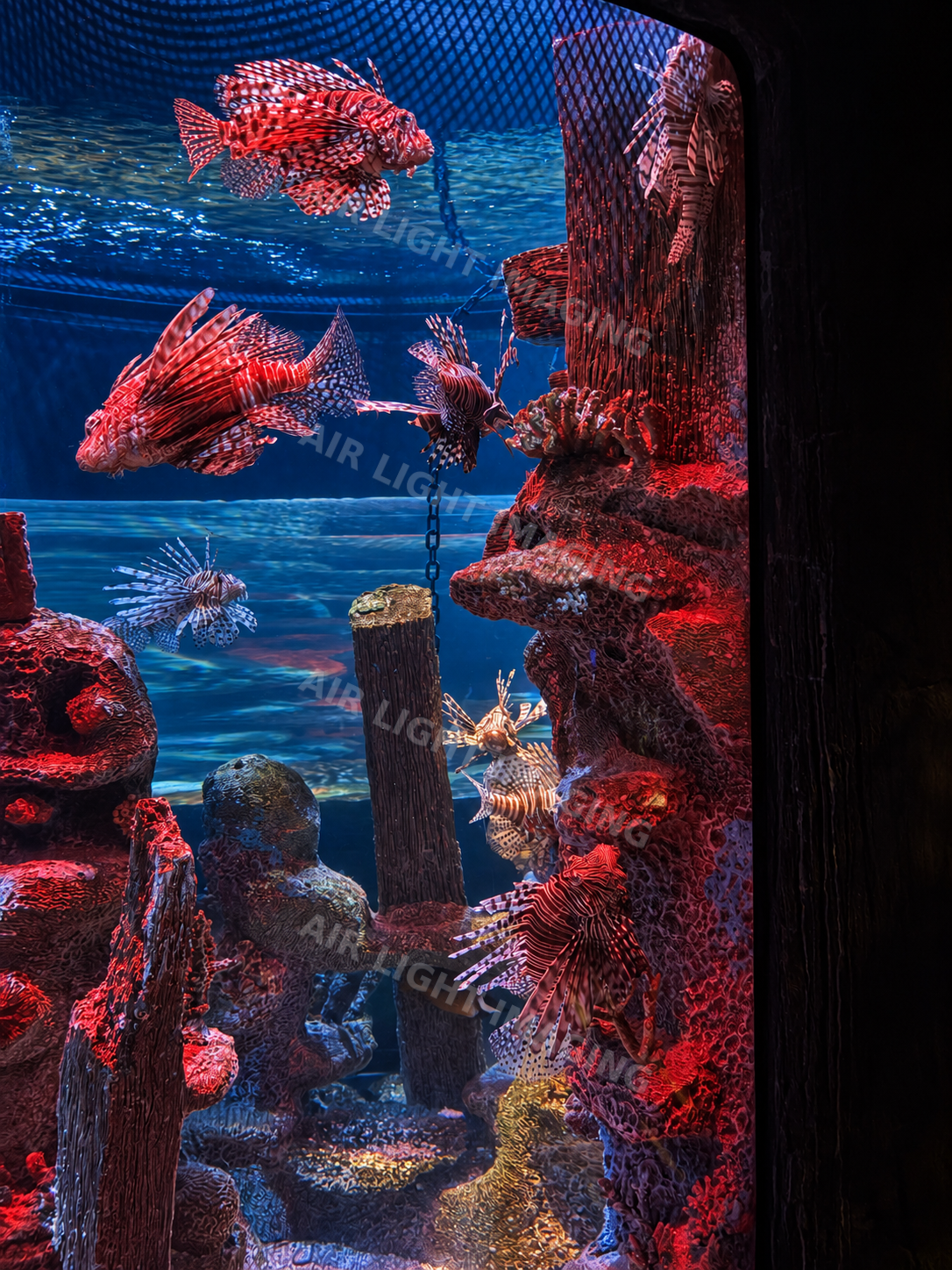 Lionfish in dramatic red and blue aquarium light