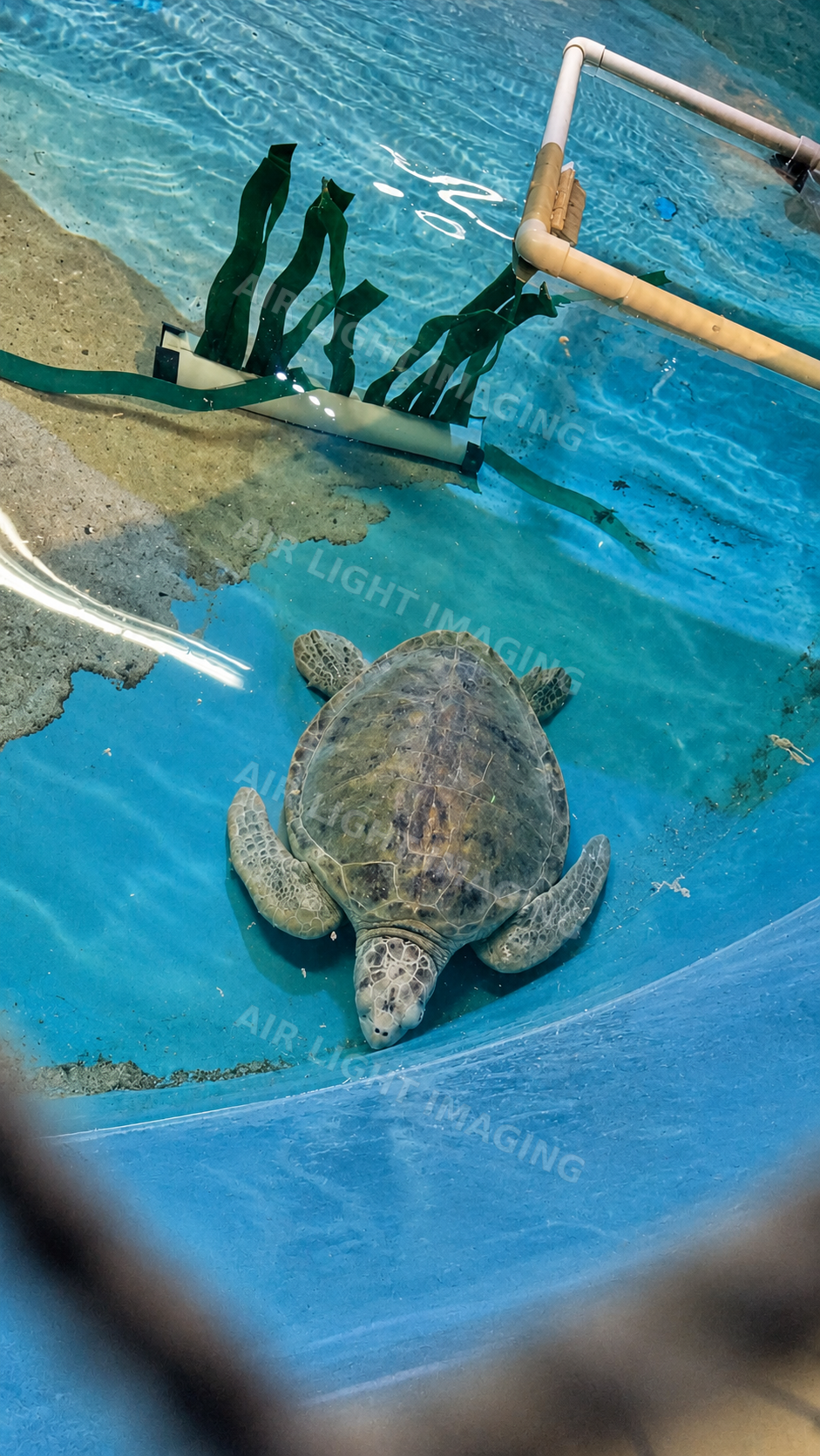 Sea turtle resting in clear aquarium water