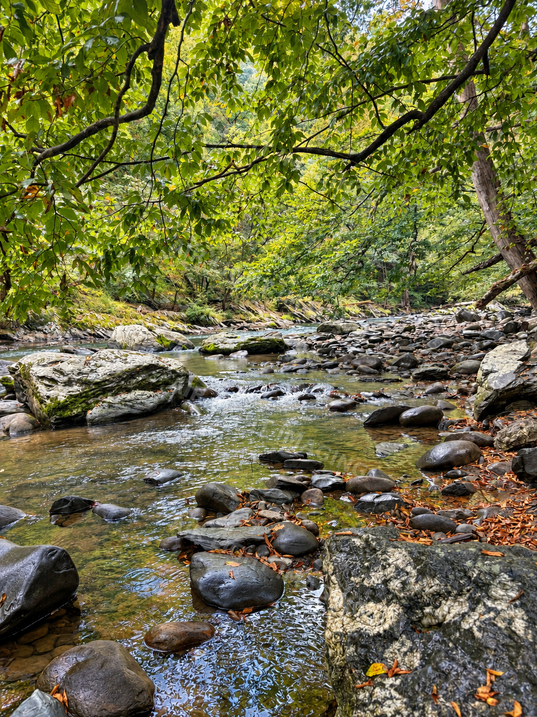 Rocky woodland creek beneath green trees